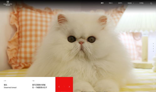 摄像摄影网站 企业快速建站 个人自助模板建站 高端网站定制设计 魔艺 uemo 极速建站