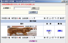 中国名犬网自助建站建站平台
